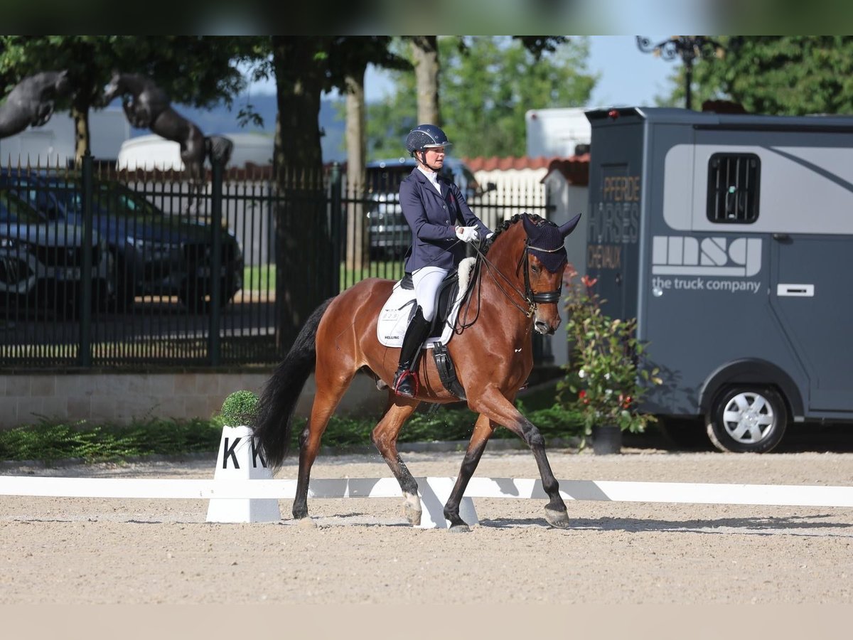 Oldenburg Gelding 9 years 17 hh Brown in Murrhardt