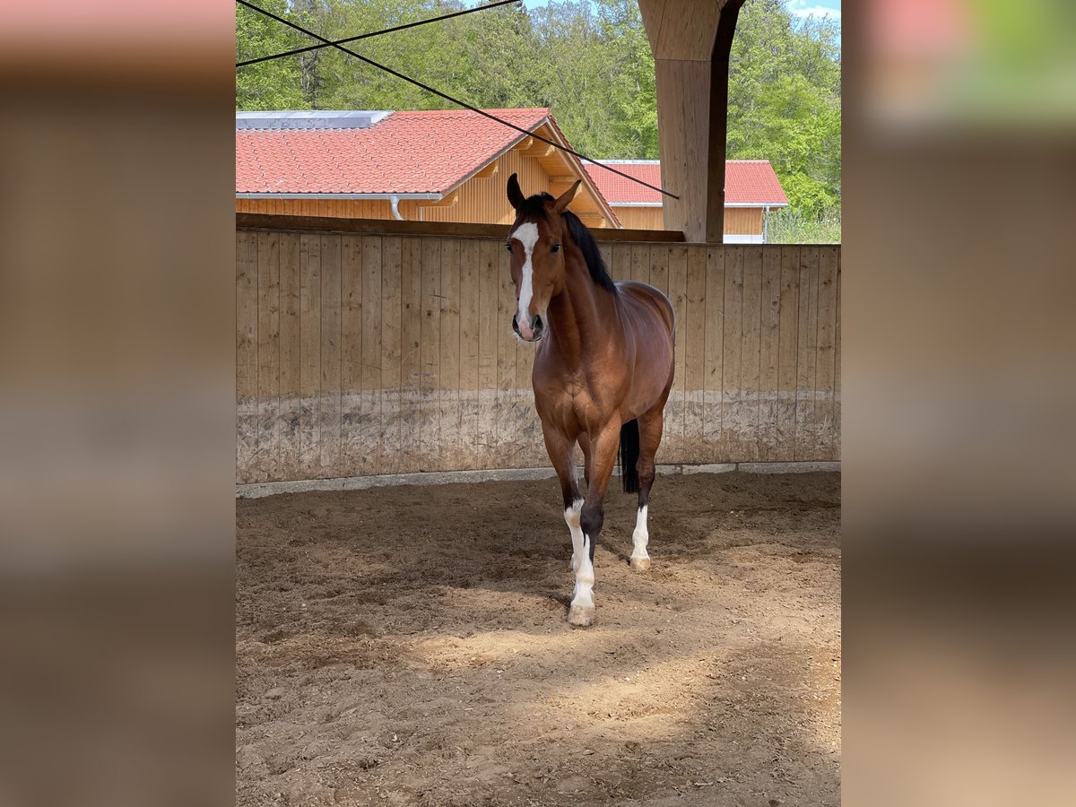 Oldenburg Gelding 9 years 17 hh Brown in Starnberg