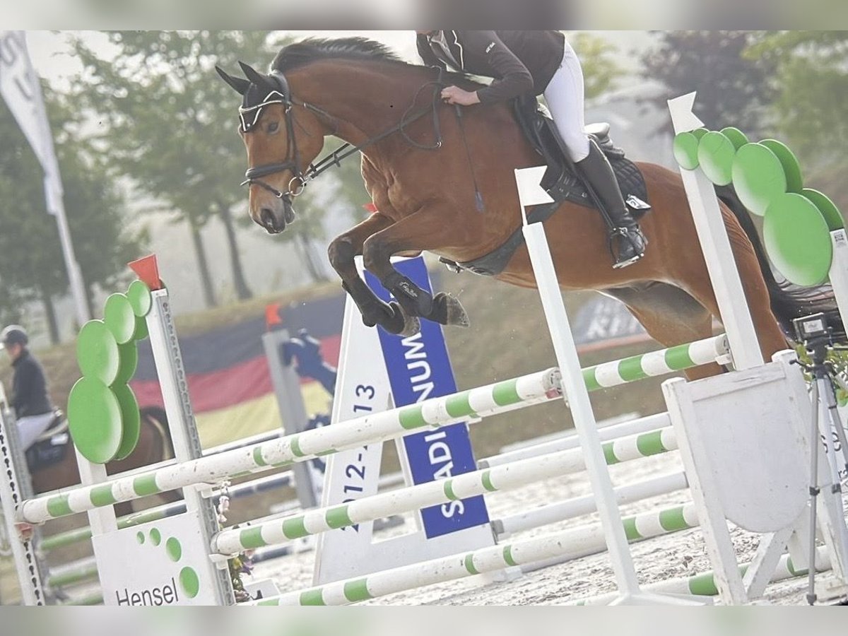 Oldenburg Gelding 9 years 17 hh Brown in Langenbernsdorf