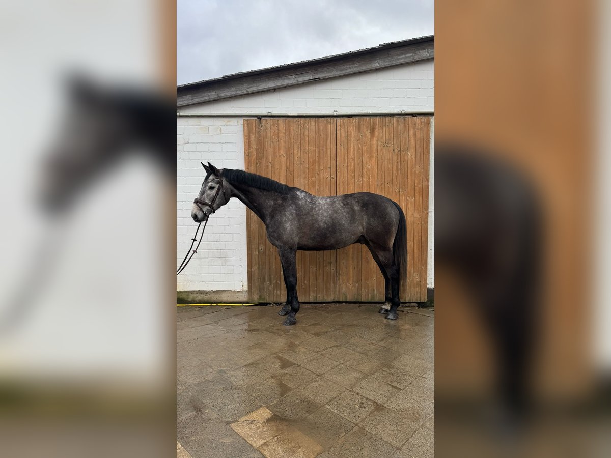 Oldenburg Gelding 9 years 17 hh Gray in Bleckede