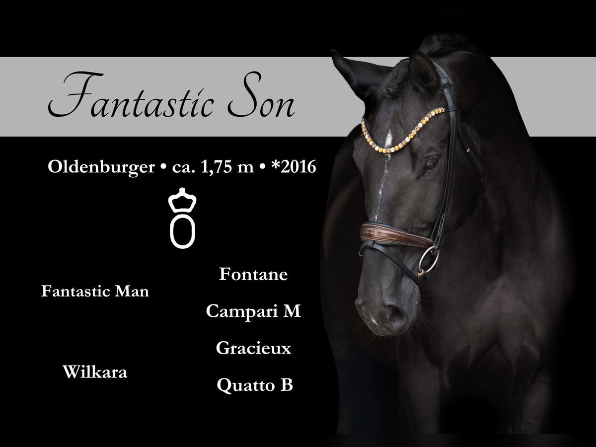 Oldenburg Gelding 9 years 17,1 hh Black in Wehringen