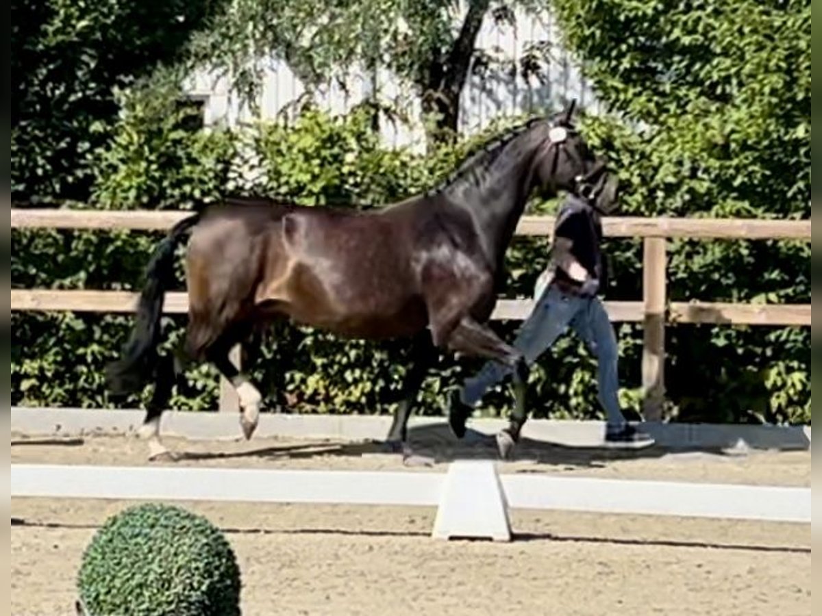 Oldenburg Giumenta 10 Anni 163 cm Baio scuro in Melle