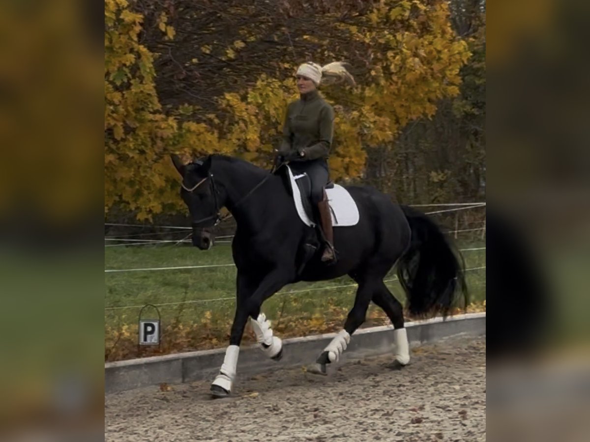 Oldenburg Giumenta 10 Anni 169 cm Morello in Sch&#xF6;nwalde-Glien OT Pausin