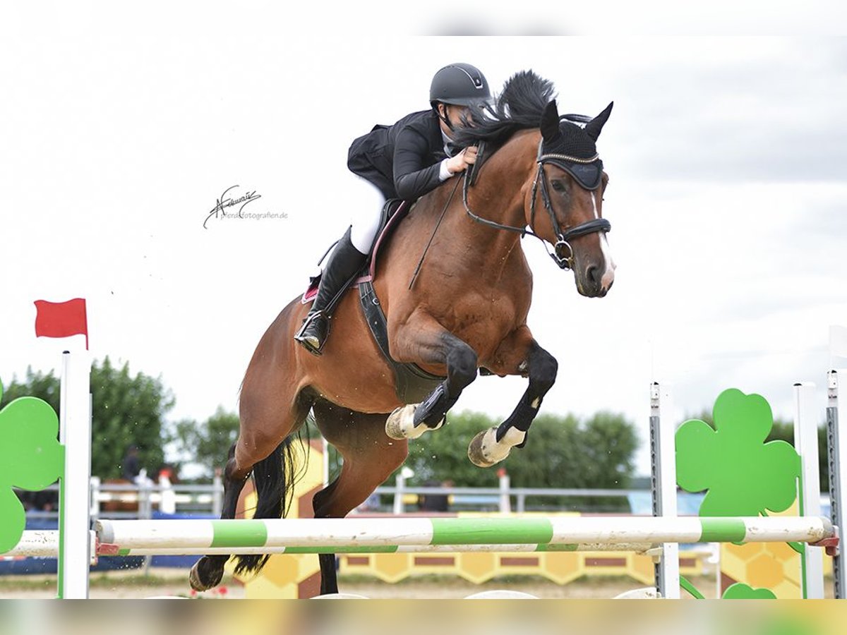 Oldenburg Giumenta 10 Anni 172 cm Baio in Hofheim am Taunus