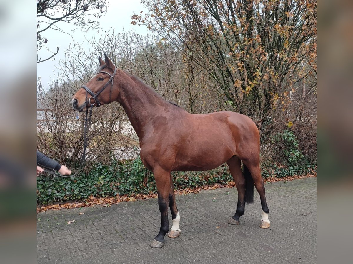 Oldenburg Giumenta 11 Anni 169 cm Baio in Geestland