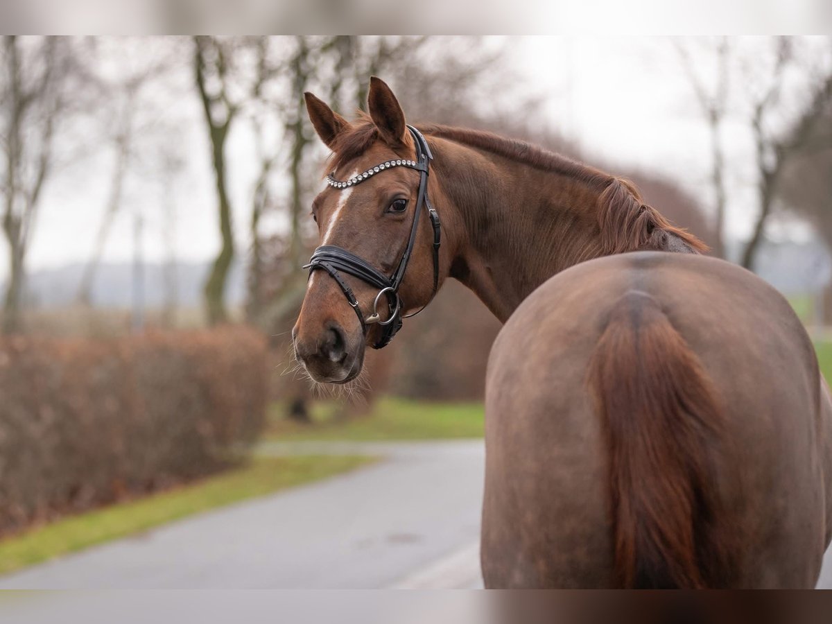 Oldenburg Giumenta 11 Anni 170 cm Sauro scuro in Geestland