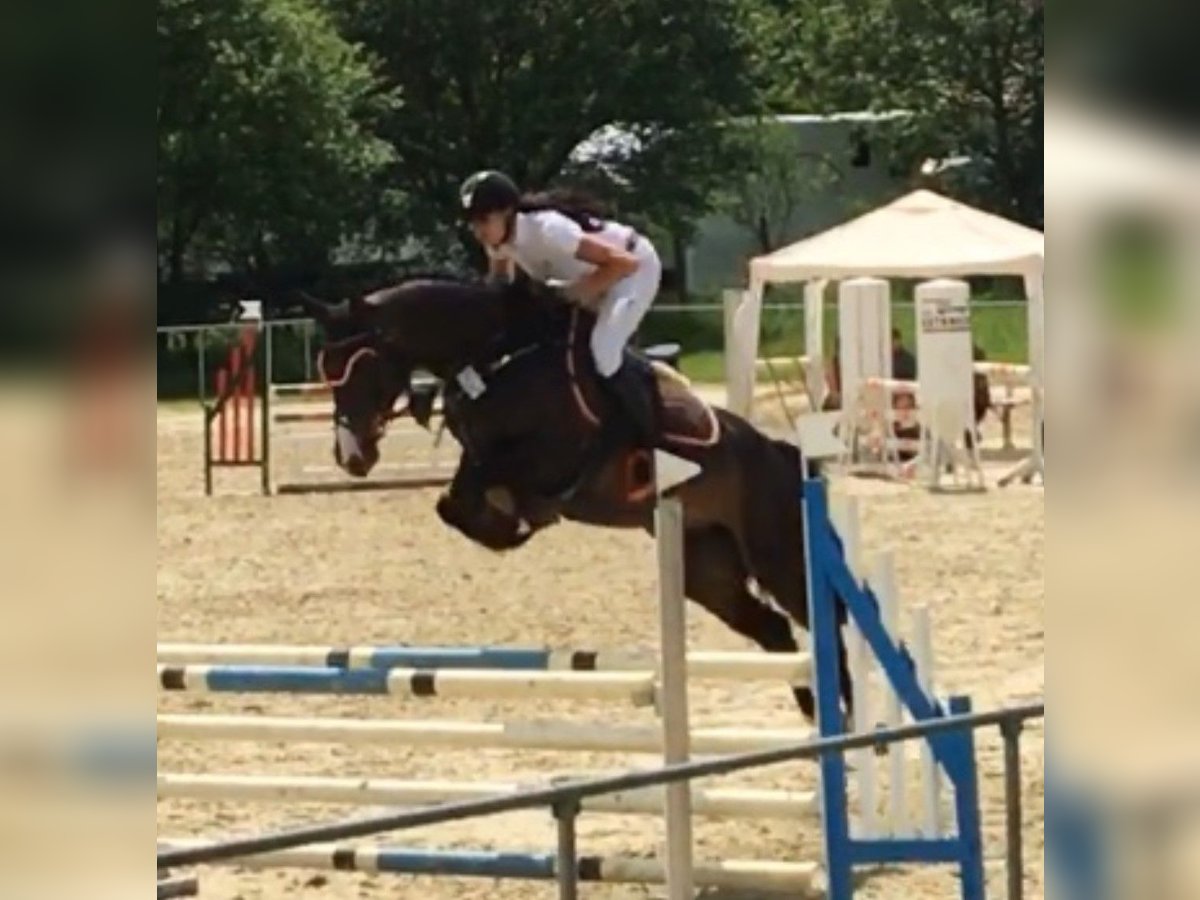 Oldenburg Giumenta 12 Anni 169 cm Baio scuro in Neunkirchen