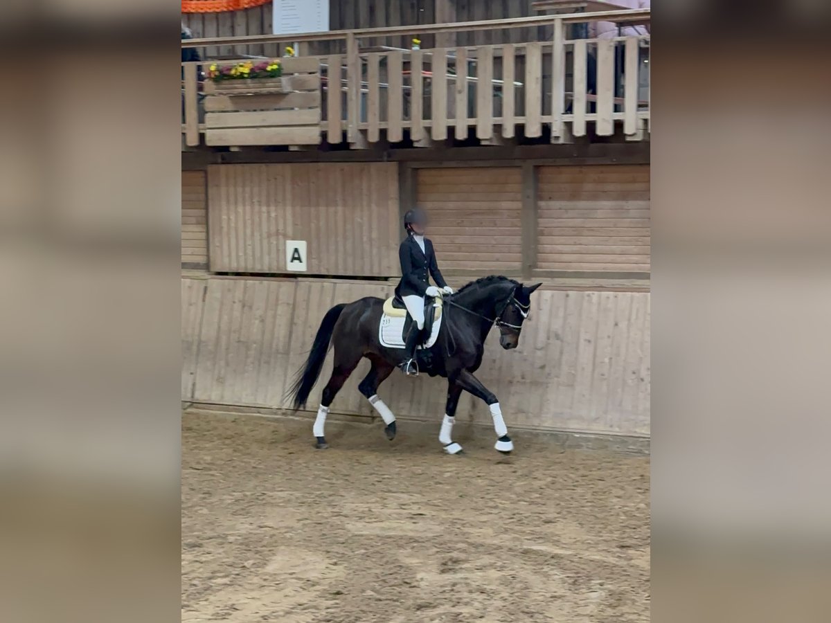 Oldenburg Giumenta 13 Anni 167 cm Baio scuro in Tiefenbronn