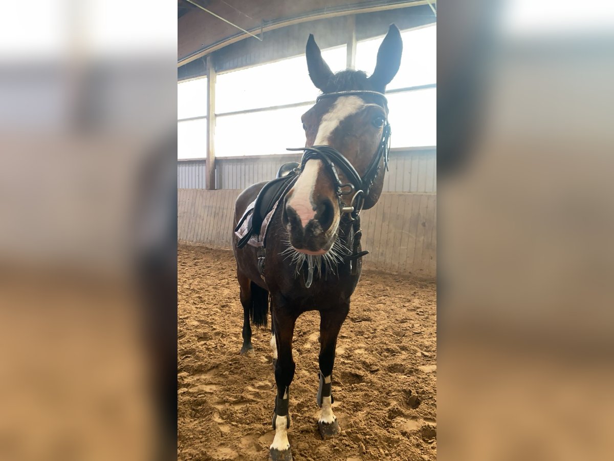 Oldenburg Giumenta 13 Anni 170 cm Baio in Hanerau-Hademarschen