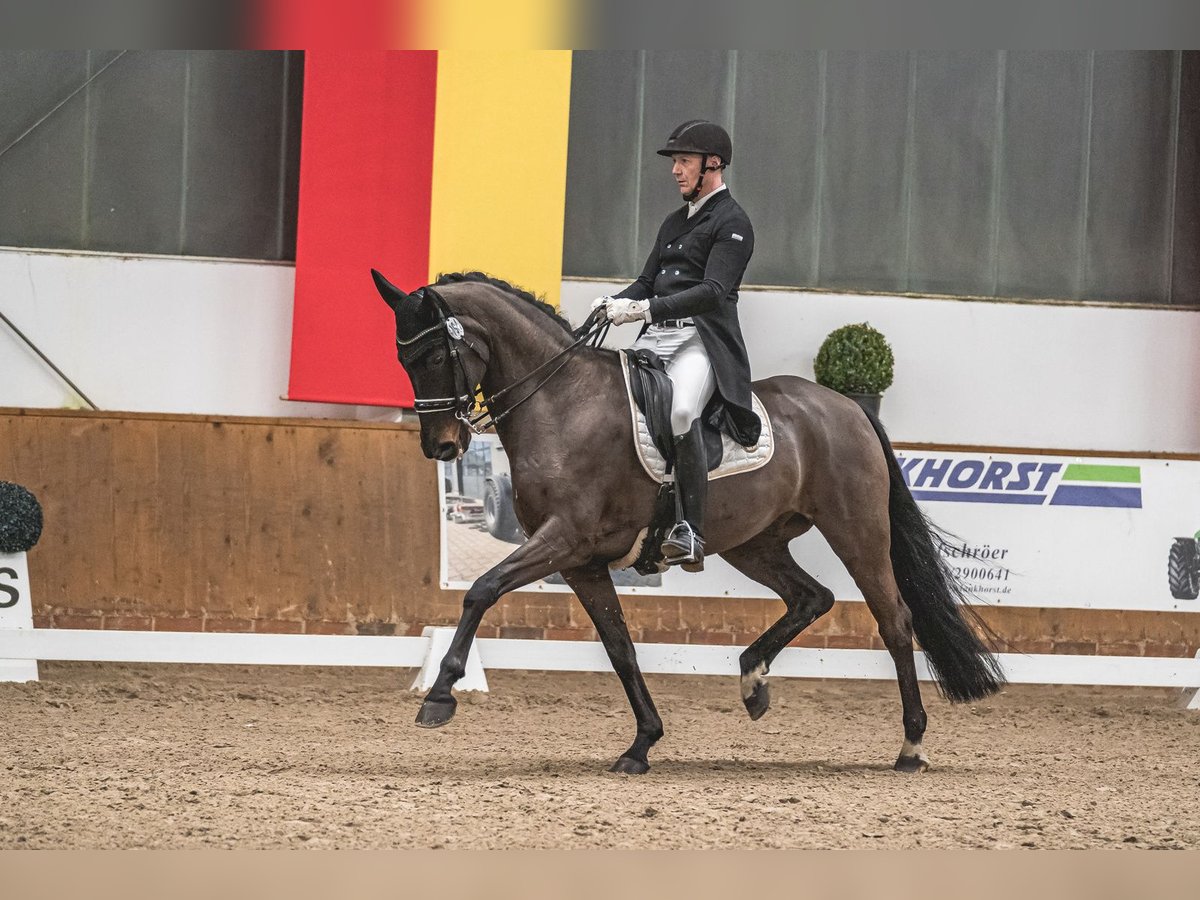 Oldenburg Giumenta 13 Anni 171 cm Baio in Lohne (Oldenburg)