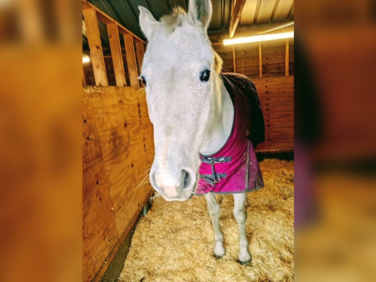 Oldenburg Giumenta 14 Anni 164 cm Grigio in Olen