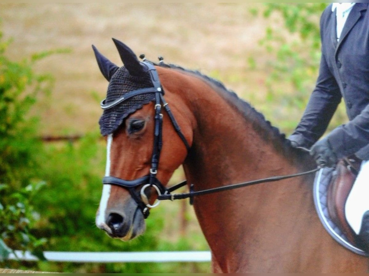 Oldenburg Giumenta 14 Anni 165 cm Baio in Mühlhausen