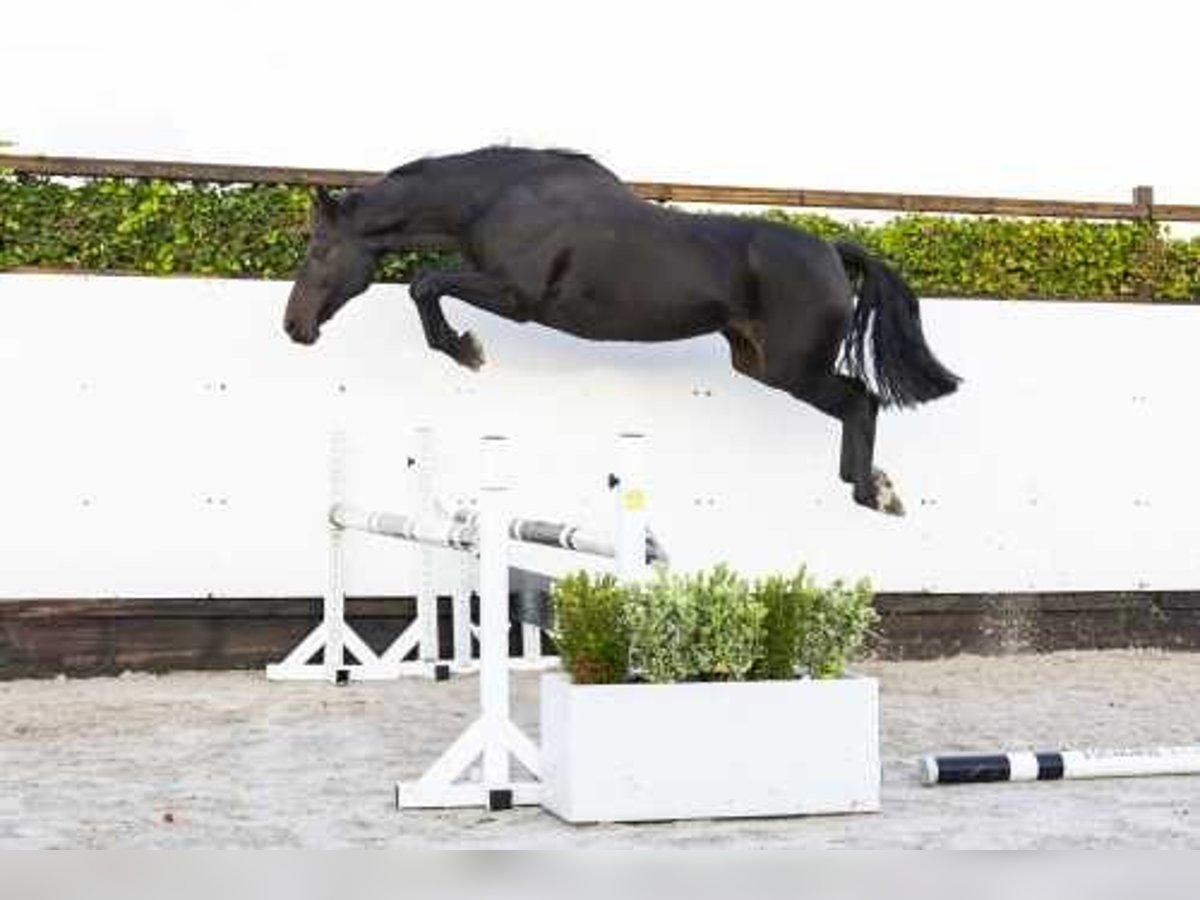 Oldenburg Giumenta 14 Anni 165 cm Baio scuro in Waddinxveen