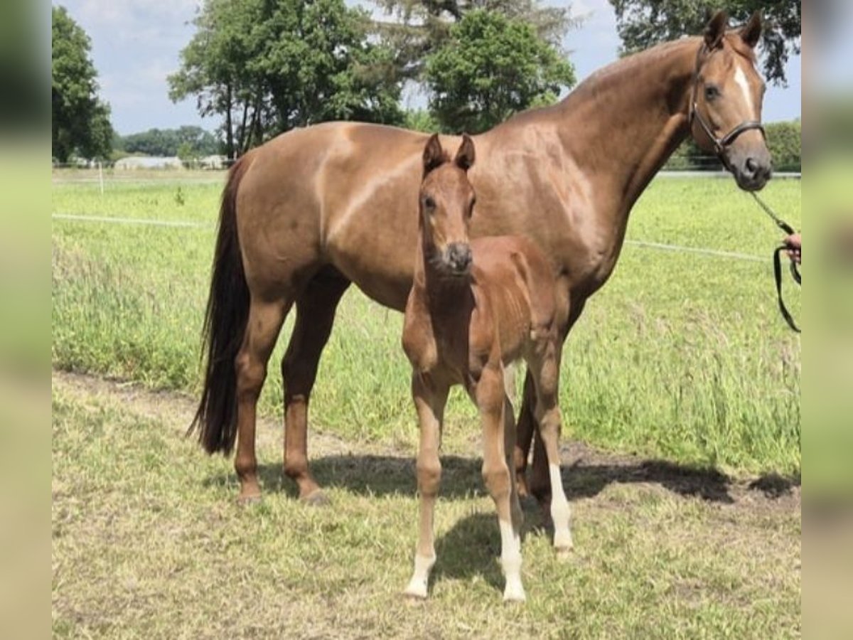 Oldenburg Giumenta 15 Anni 168 cm Sauro scuro in Westerstede