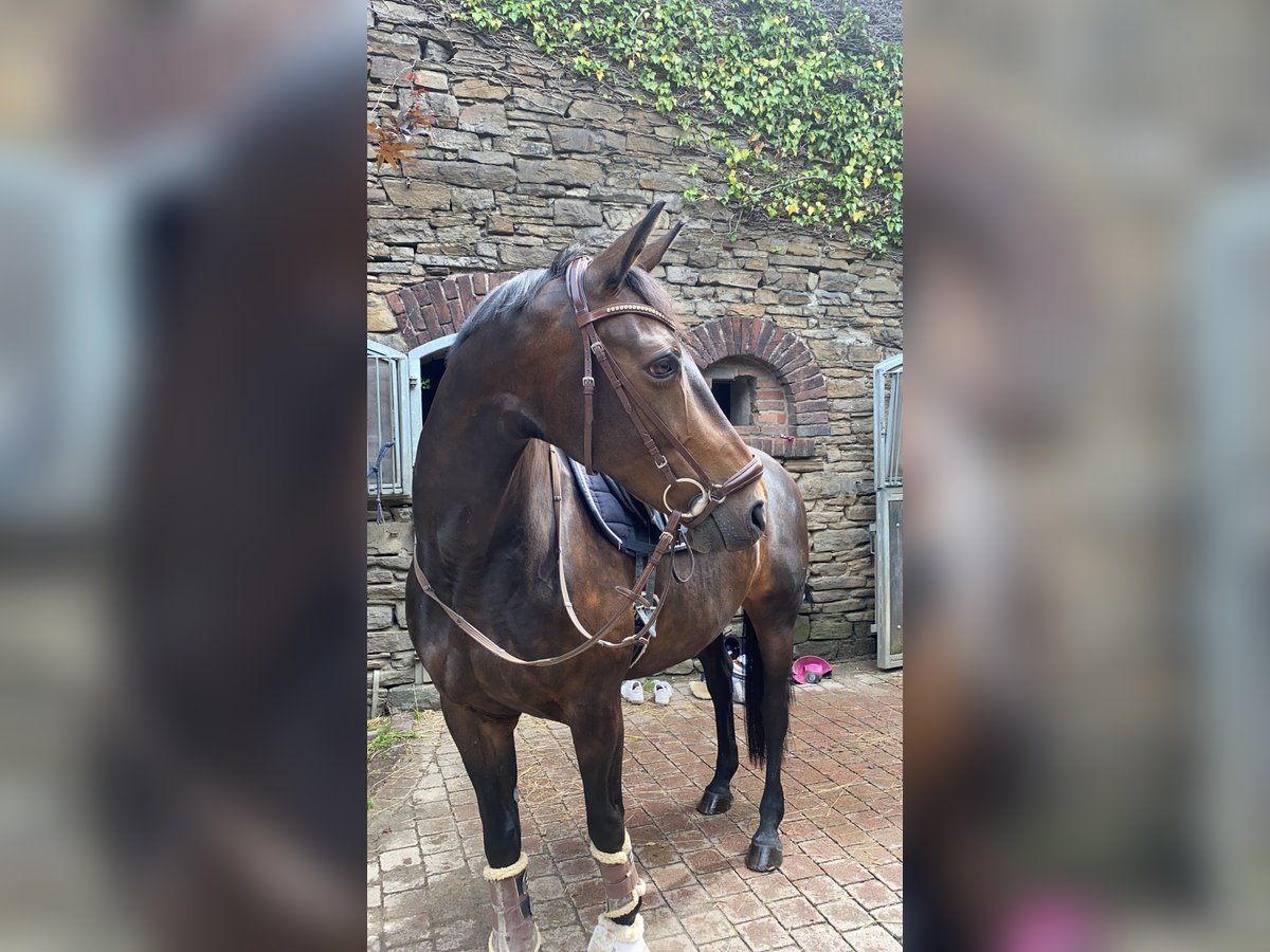 Oldenburg Giumenta 16 Anni 165 cm Baio in Velbert