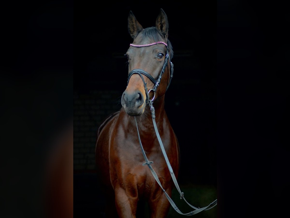 Oldenburg Giumenta 16 Anni 166 cm Baio scuro in Espelkamp