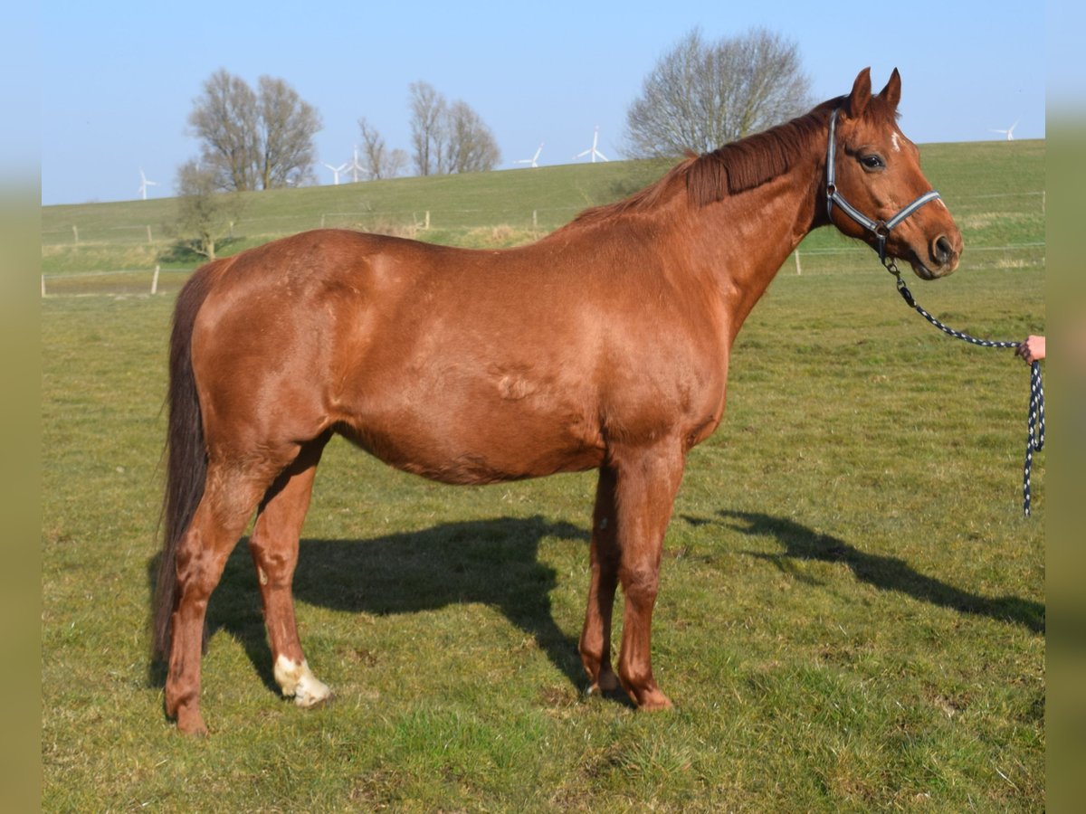 Oldenburg Giumenta 17 Anni 164 cm Sauro in satow