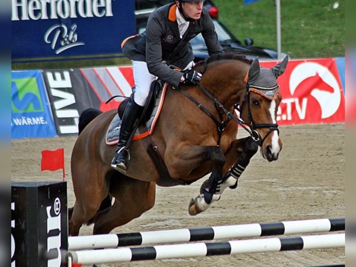 Oldenburg Giumenta 17 Anni 170 cm Baio in Bramsche