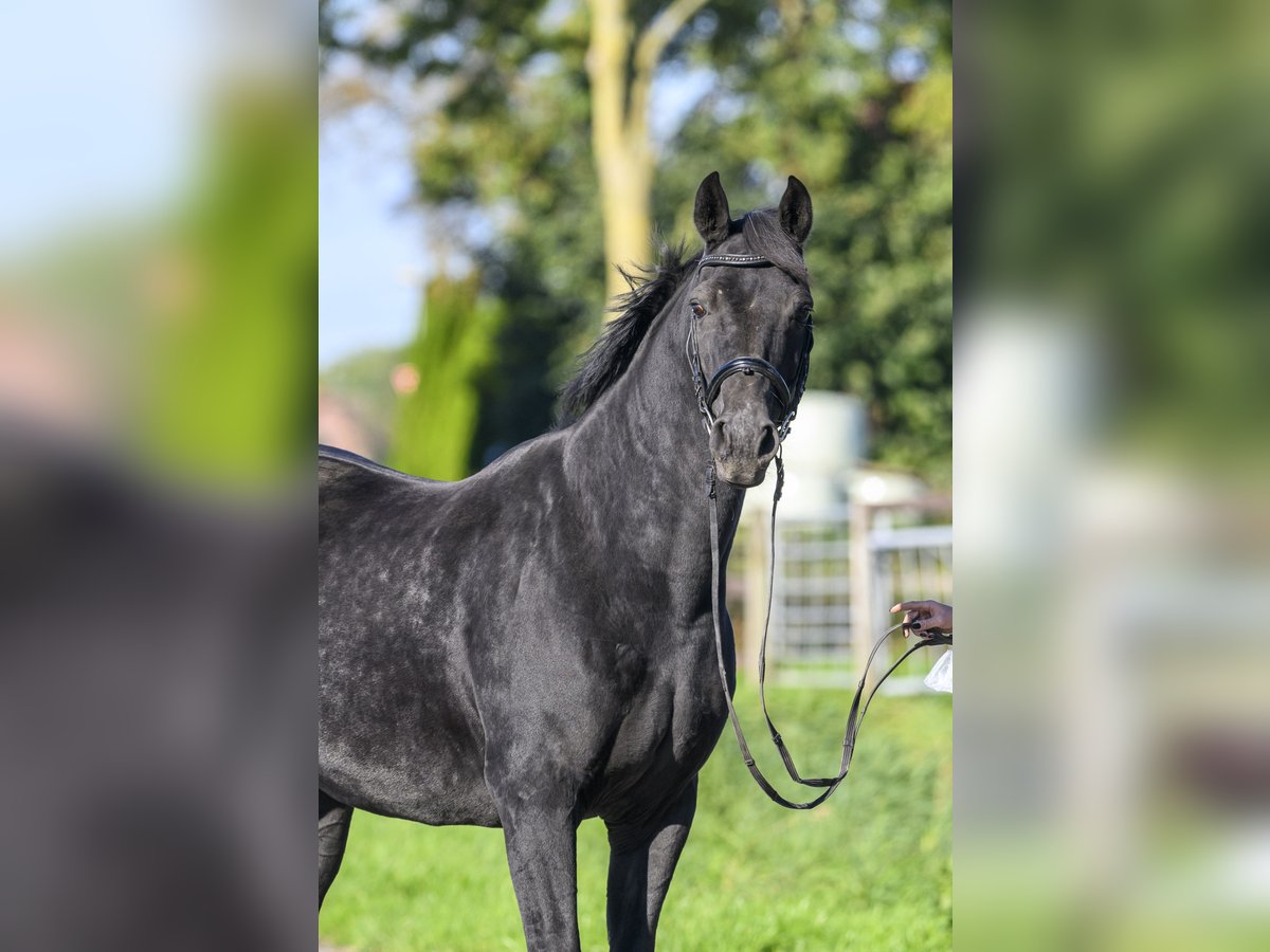 Oldenburg Giumenta 17 Anni Morello in Jemgum