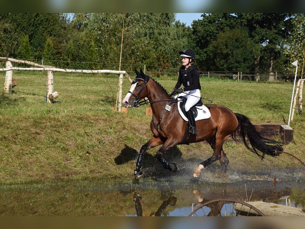 Oldenburg Giumenta 18 Anni 167 cm Baio in Cloppenburg