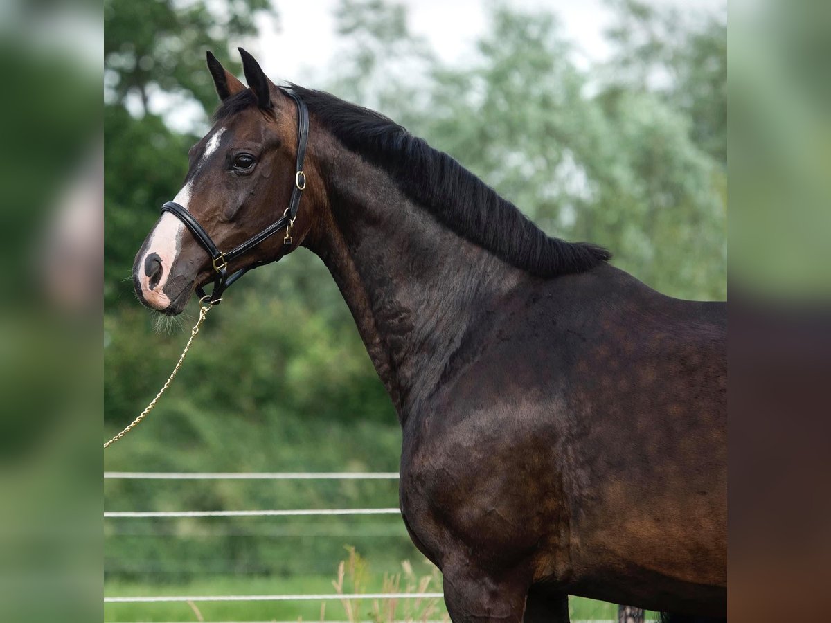 Oldenburg Giumenta 18 Anni 168 cm Baio nero in GROTE-BROGEL