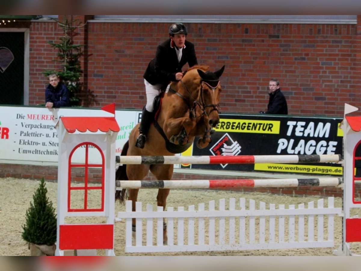 Oldenburg Giumenta 19 Anni 172 cm Sauro in Bramsche