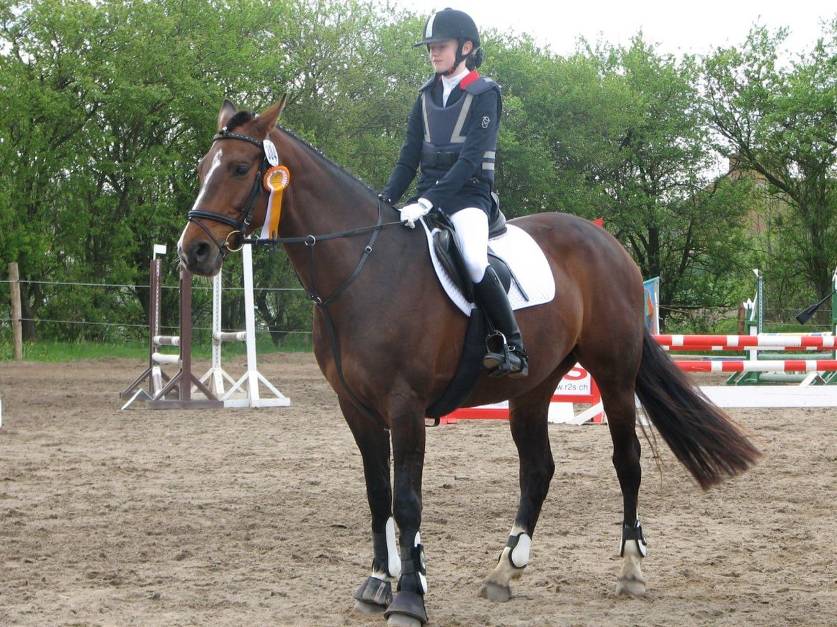 Oldenburg Giumenta 20 Anni 164 cm Baio in Satrup