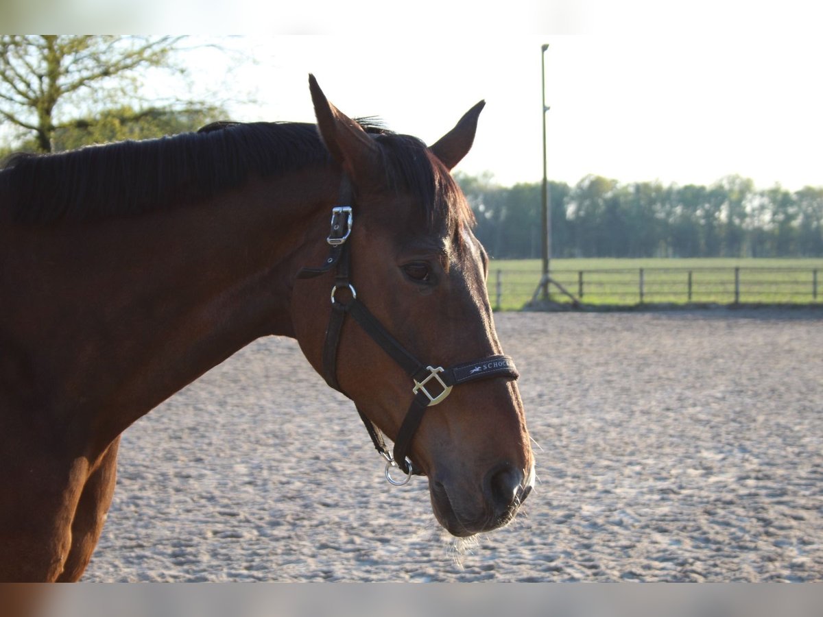 Oldenburg Giumenta 22 Anni 171 cm Baio in Gütersloh