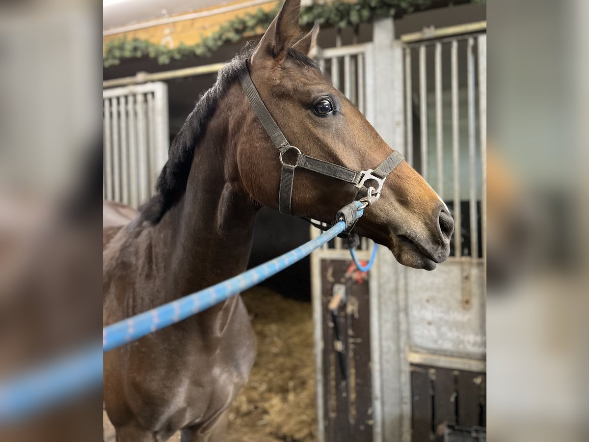 Oldenburg Giumenta 2 Anni 160 cm Baio in Witzwort