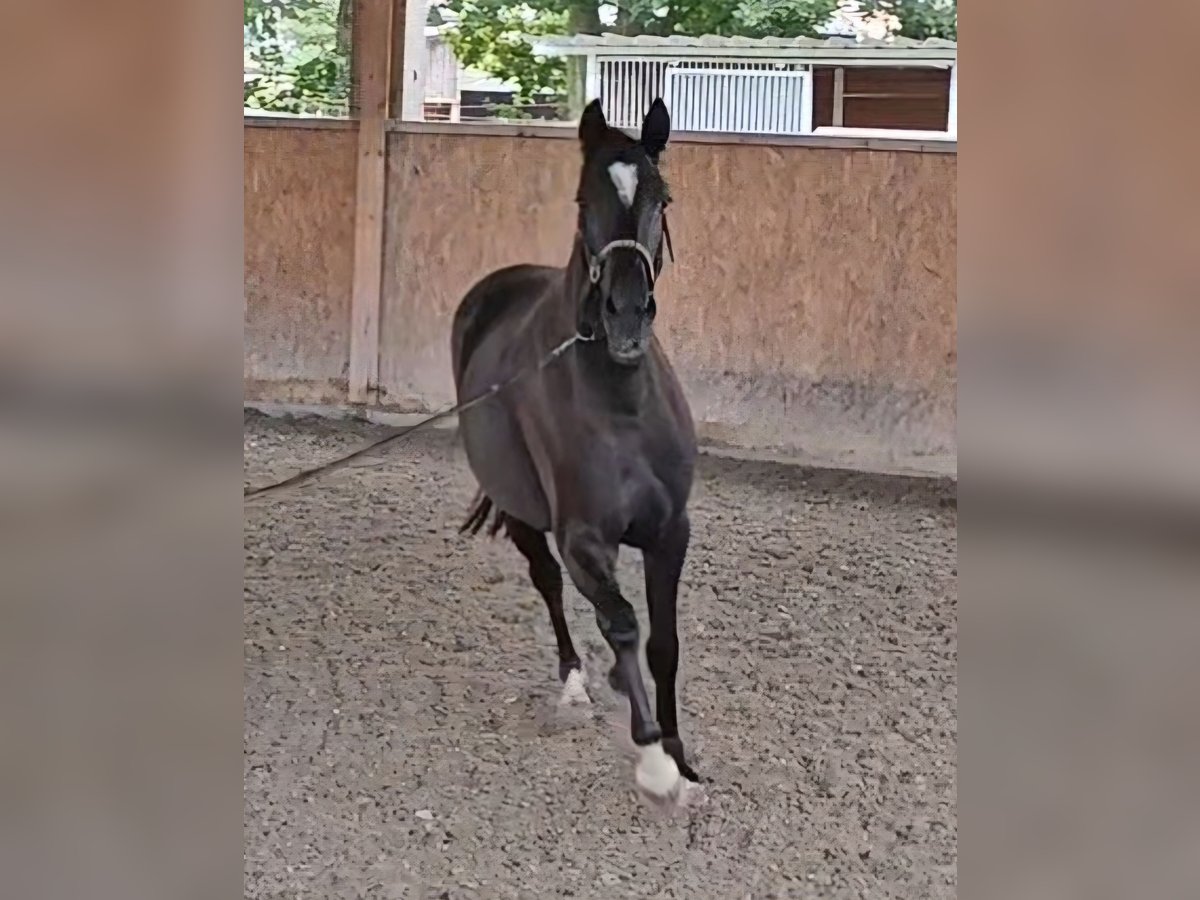 Oldenburg Giumenta 2 Anni 163 cm Morello in Neupotz