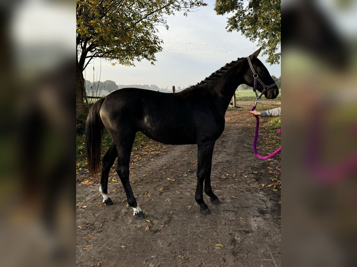 Oldenburg Giumenta 2 Anni 166 cm Baio nero in Bad Zwischenahn