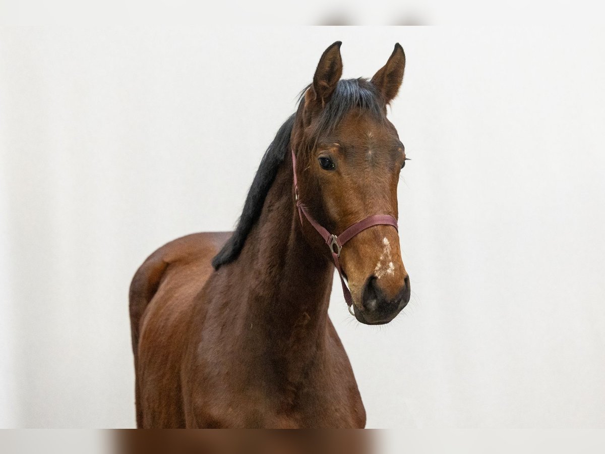 Oldenburg Giumenta 2 Anni 167 cm Baio in Waddinxveen