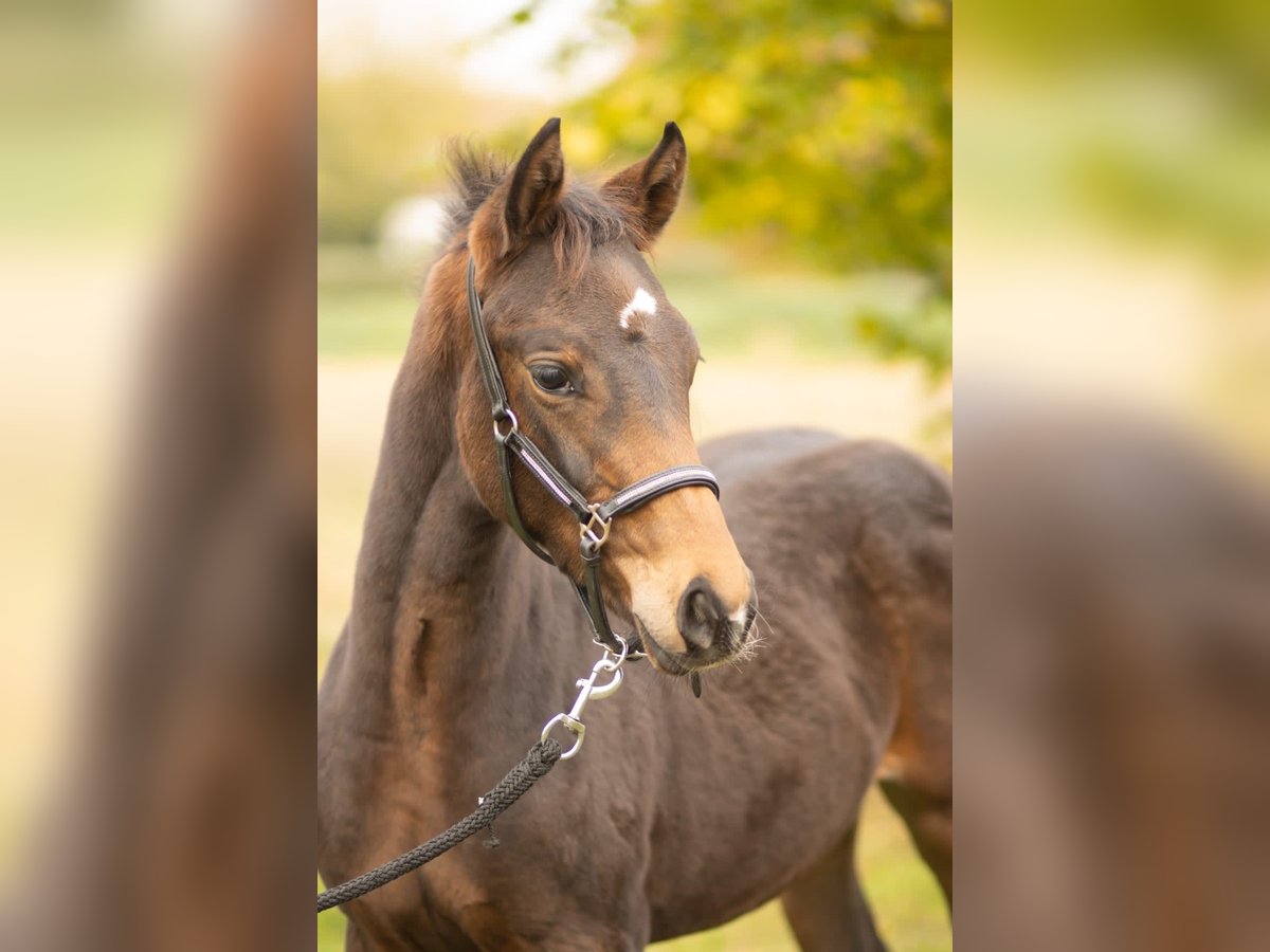 Oldenburg Giumenta 2 Anni 168 cm Baio in Hopsten