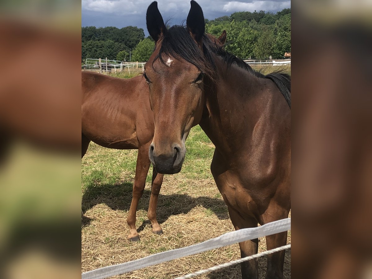 Oldenburg Giumenta 2 Anni 170 cm Baio in Hiddenhausen