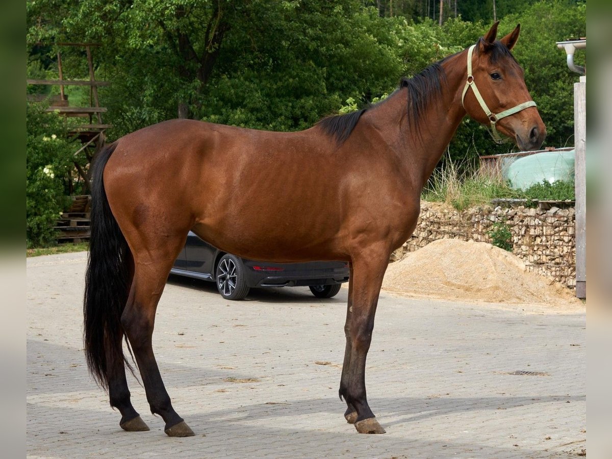 Oldenburg Giumenta 2 Anni 172 cm Baio in Dietfurt an der Altm&#xFC;hl