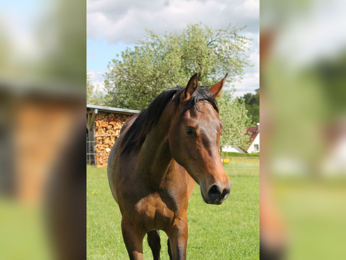 Oldenburg Giumenta 2 Anni 172 cm Baio scuro in Trockenborn