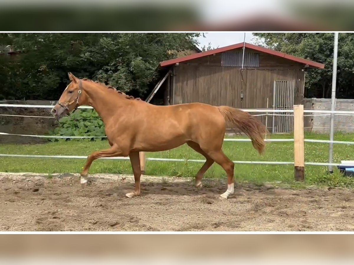 Oldenburg Giumenta 2 Anni Sauro in Lengerich