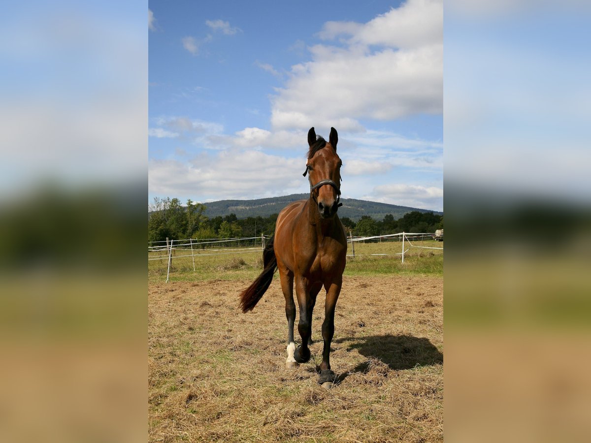 Oldenburg Giumenta 3 Anni 161 cm Baio scuro in Kronberg im Taunus