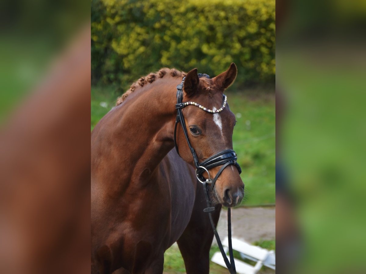 Oldenburg Giumenta 3 Anni 161 cm Sauro scuro in F&#xFC;rstenau