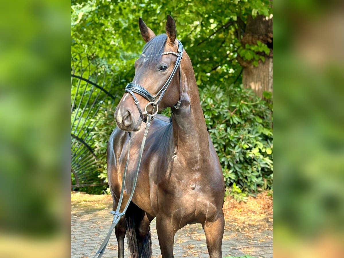 Oldenburg Giumenta 3 Anni 164 cm Baio in Heiligenstedten