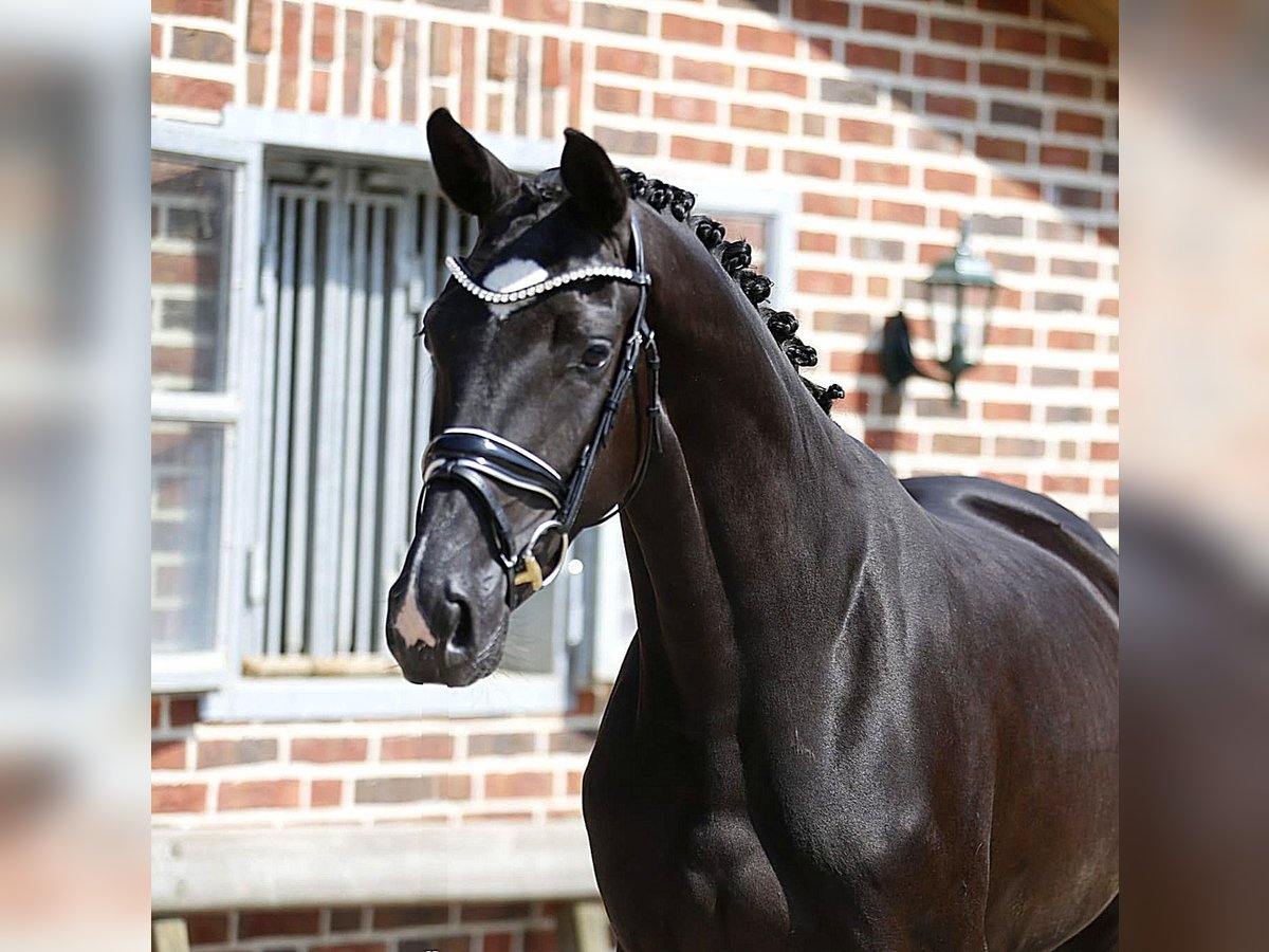 Oldenburg Giumenta 3 Anni 164 cm Morello in Bramsche