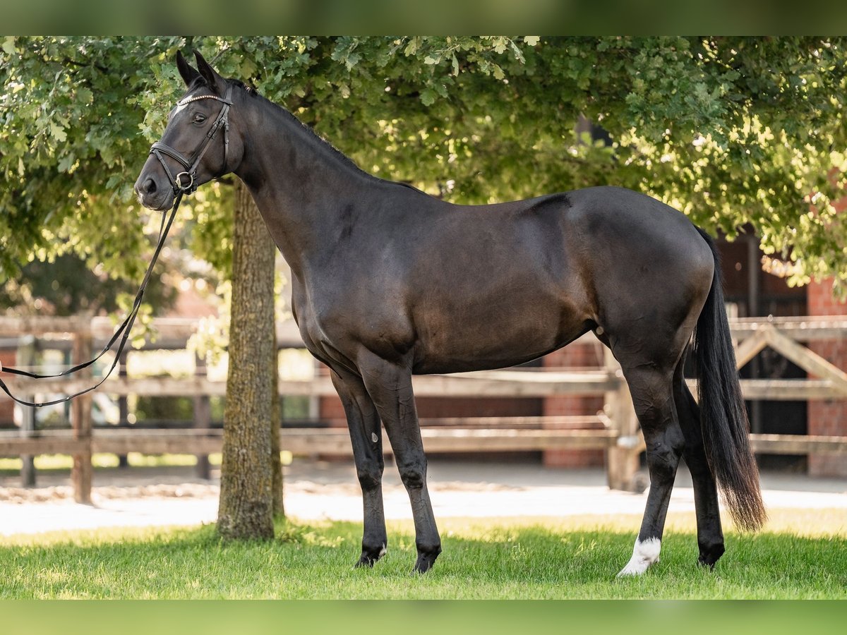 Oldenburg Giumenta 3 Anni 165 cm Baio nero in Versmold