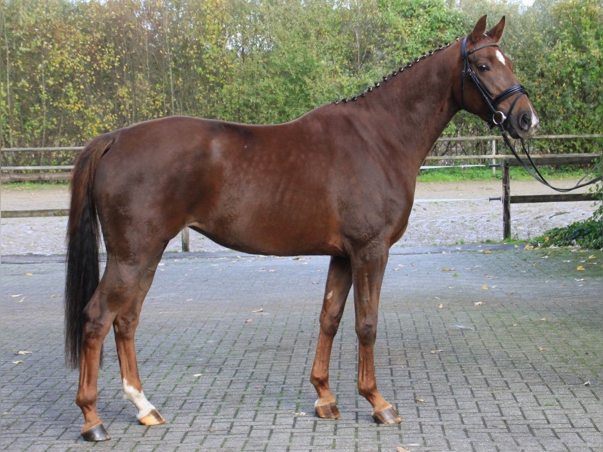 Oldenburg Giumenta 3 Anni 165 cm Sauro scuro in Gronau (Westfalen) Oldenburg Giumenta 3 Anni 165 cm Sauro scuro in Gronau (Westfalen)