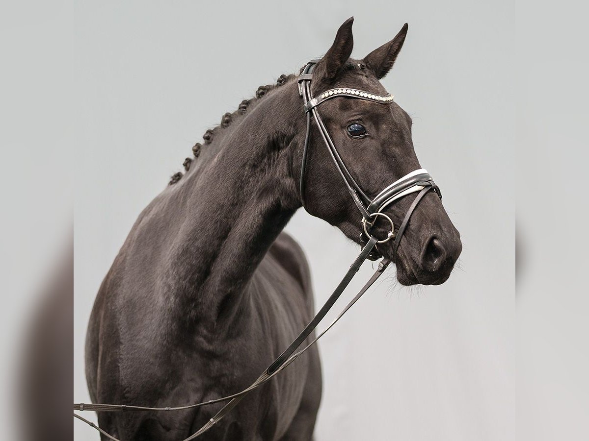 Oldenburg Giumenta 3 Anni 168 cm Baio nero in Münster