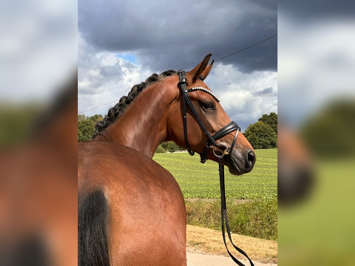 Oldenburg Giumenta 3 Anni 170 cm Baio in Neuenkirchen-V&#xF6;rden