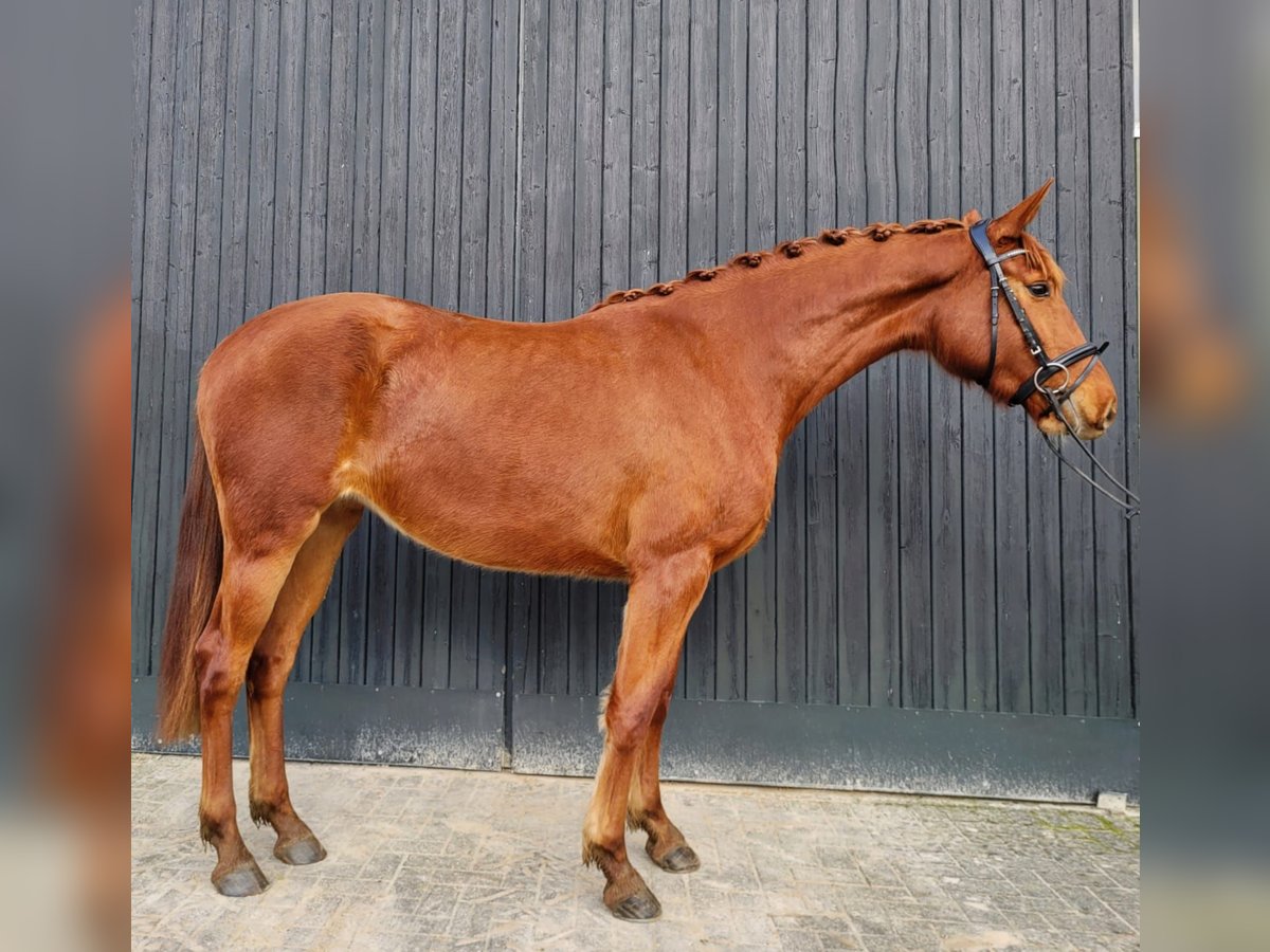 Oldenburg Giumenta 3 Anni 170 cm Sauro in Rastede