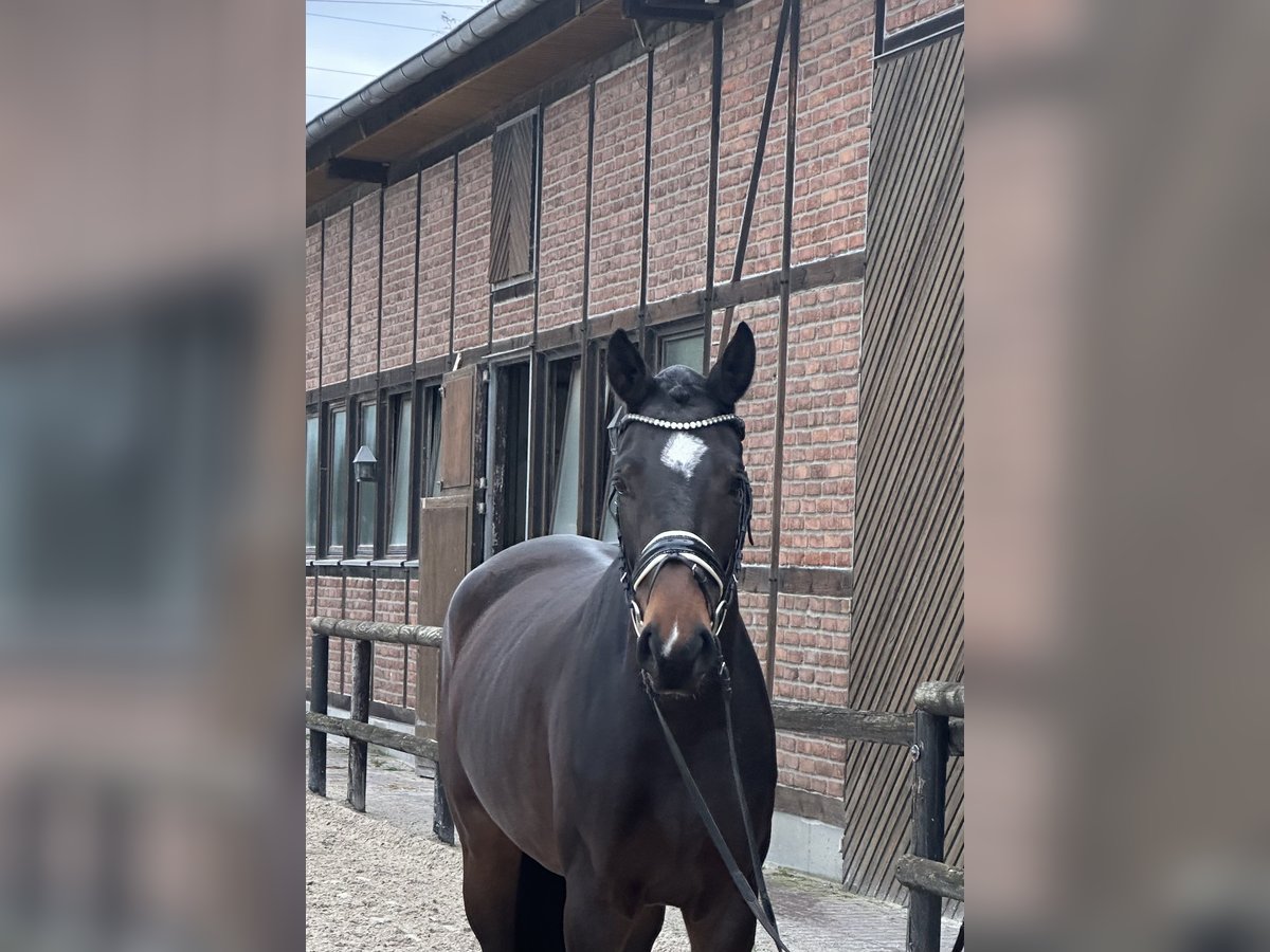 Oldenburg Giumenta 3 Anni 171 cm Baio nero in Heidesheim am Rhein