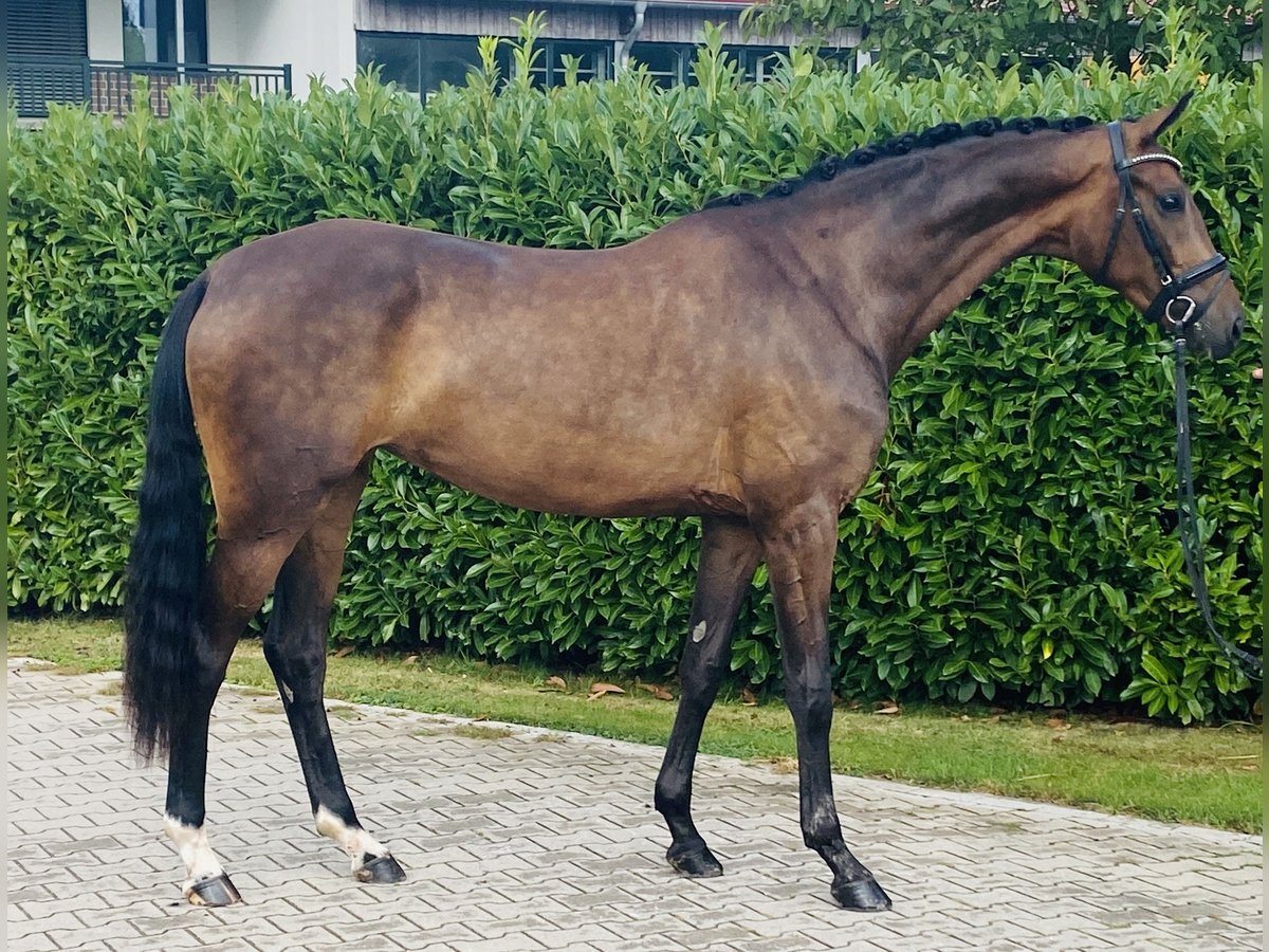 Oldenburg Giumenta 3 Anni 172 cm Baio in Visbek