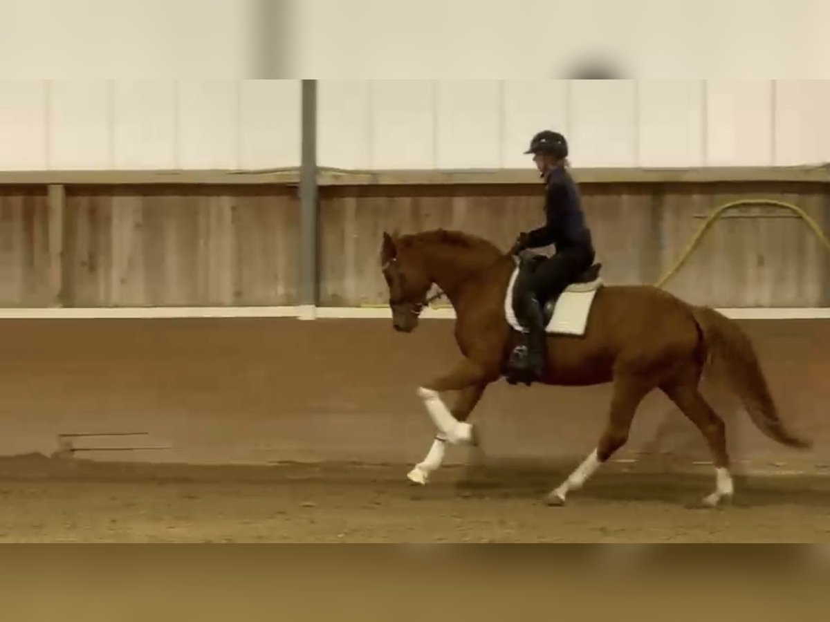 Oldenburg Giumenta 4 Anni 163 cm Sauro in Groß Kreutz