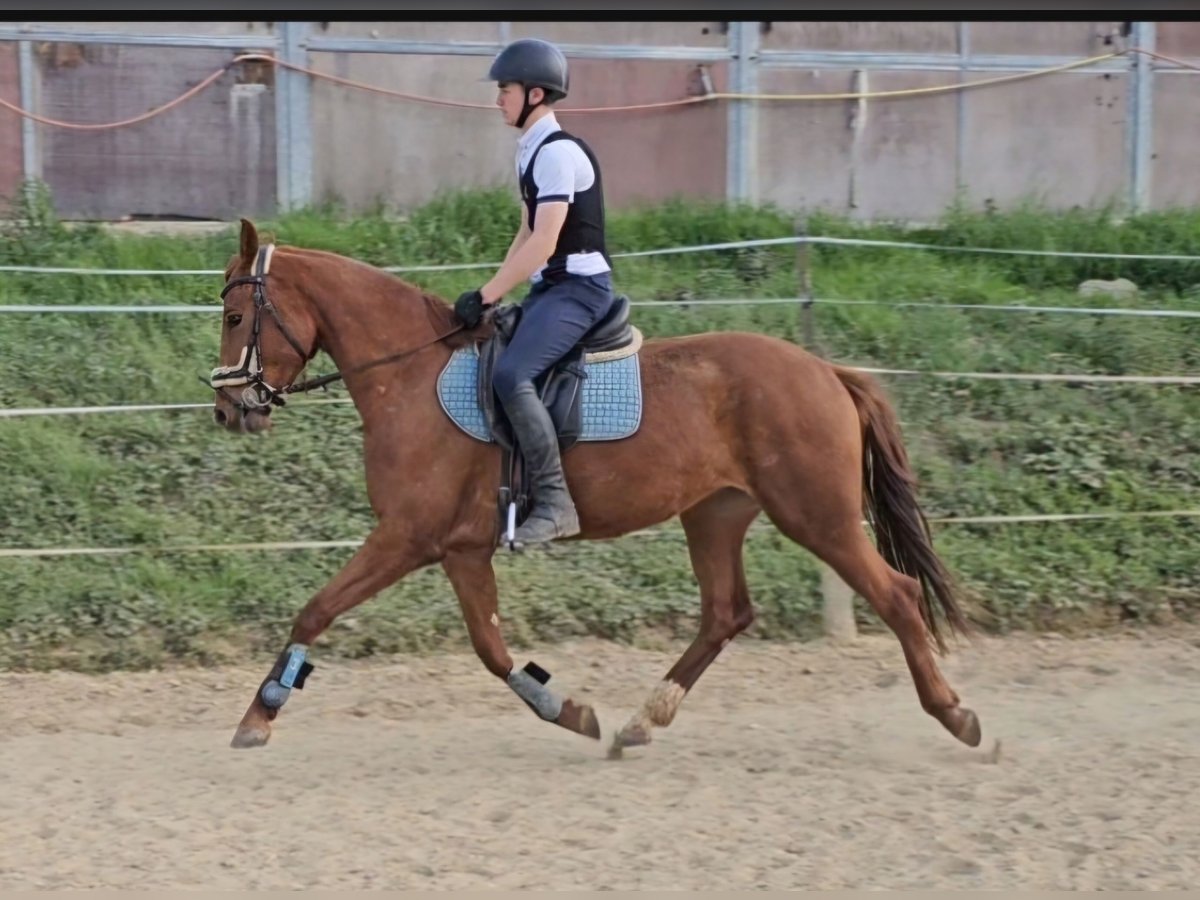 Oldenburg Giumenta 4 Anni 163 cm Sauro in Sankt Wolfgang